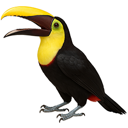 Yellow-throated Toucan
